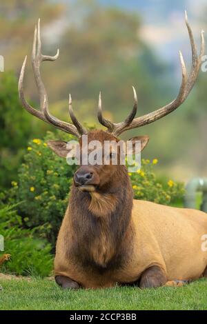 Grand wapiti d'élan de taureau Cervus canadensis portrait assis dans une cour d'affaires dans le centre-ville d'Estes Park, Colorado Banque D'Images