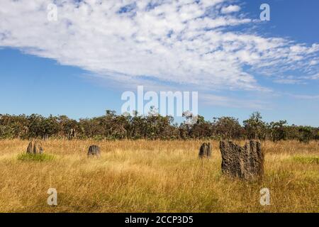 Monticules de termites magnétiques poussant sur un champ sec, orientation nord sud. Maison pour les insectes termites. Espace d'édition. Litchfield, Australie Banque D'Images