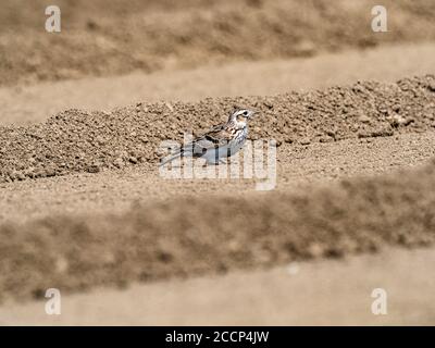 Un skylark japonais, Alauda arvensis japonica, sous-espèce du skylark eurasien, se dresse dans un champ dans une ferme près de Yokohama, Banque D'Images