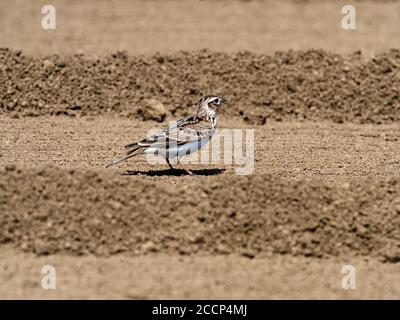 Un skylark japonais, Alauda arvensis japonica, sous-espèce du skylark eurasien, se dresse dans un champ dans une ferme près de Yokohama, Banque D'Images