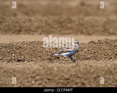 Un skylark japonais, Alauda arvensis japonica, sous-espèce du skylark eurasien, se dresse dans un champ dans une ferme près de Yokohama, Banque D'Images