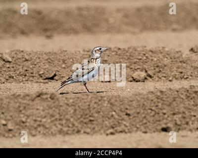 Un skylark japonais, Alauda arvensis japonica, sous-espèce du skylark eurasien, se dresse dans un champ dans une ferme près de Yokohama, Banque D'Images