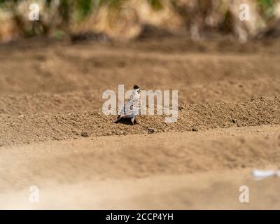 Un skylark japonais, Alauda arvensis japonica, sous-espèce du skylark eurasien, se dresse dans un champ dans une ferme près de Yokohama, Banque D'Images