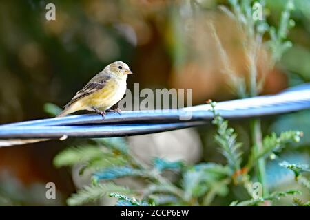 Spinus psaltria aka petit Goldfinch Banque D'Images