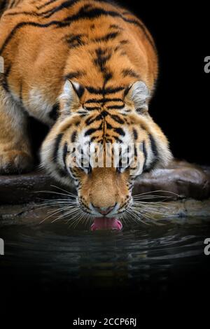 Gros plan de l'eau potable de tigre de Sibérie ou d'Amour provenant du lac. Scène de la faune avec danger animal Banque D'Images