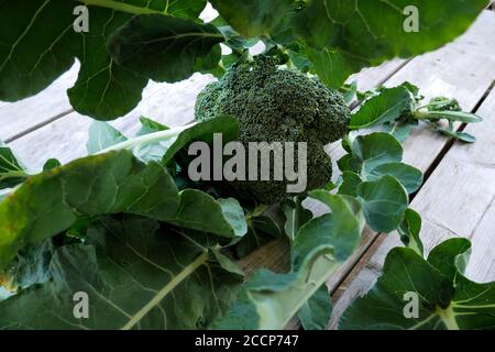 Brocoli fraîchement récolté sur un banc de jardin Banque D'Images