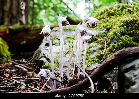 Pipe indienne ou plante fantôme poussant dans la forêt canadienne Banque D'Images