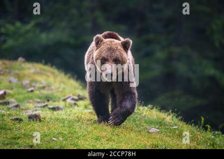 Ours brun sauvage pour adulte (Ursus arctos) dans la forêt d'été de montagne Banque D'Images