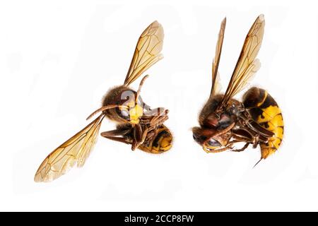 Les hornets morts sont courbés avec l'aiguillon tendu contre un arrière-plan blanc Banque D'Images