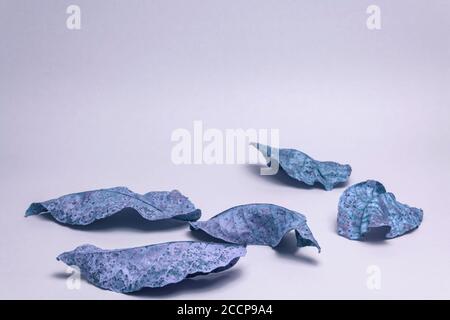 De belles vieilles feuilles décolorées en lumière bleue. Concept minimaliste de style automnal. Motif d'arrière-plan pour la conception. Banque D'Images