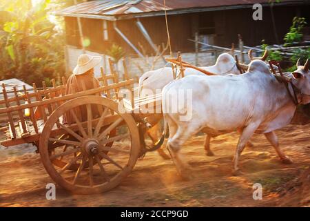 Deux charrette en bois d'oxen blanc dans le village de Myanmar Banque D'Images