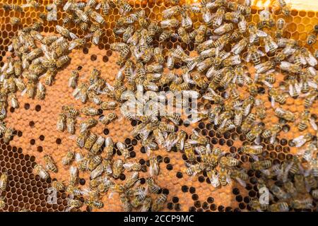 Apiculteur tenant le cadre de nid d'abeille avec les abeilles. La vie des abeilles. Les abeilles travailleuses. Les abeilles apportent le miel. Cire d'abeille, apiaire. Banque D'Images