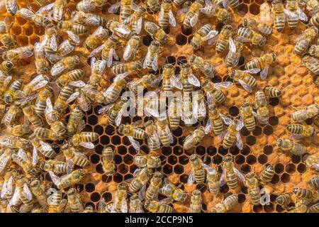 Apiculteur tenant le cadre de nid d'abeille avec les abeilles. La vie des abeilles. Les abeilles travailleuses. Les abeilles apportent le miel. Cire d'abeille, apiaire. Banque D'Images