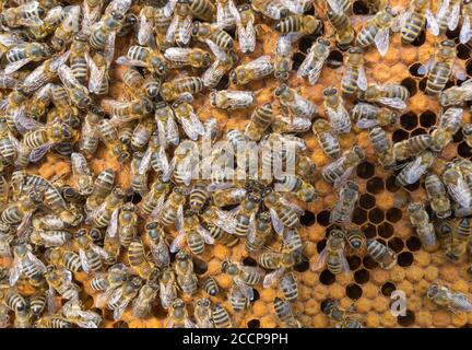 Apiculteur tenant le cadre de nid d'abeille avec les abeilles. La vie des abeilles. Les abeilles travailleuses. Les abeilles apportent le miel. Cire d'abeille, apiaire. Banque D'Images