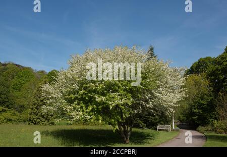 Fleur de printemps d'un arbre de pomme de crabe à feuille coupée (Malus transitoria) avec un ciel bleu lumineux fond dans un jardin de campagne à Devon rural, Angleterre Banque D'Images