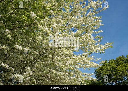 Fleur de printemps d'un arbre de pomme de crabe à feuille coupée (Malus transitoria) avec un ciel bleu lumineux fond dans un jardin de campagne à Devon rural, Angleterre Banque D'Images