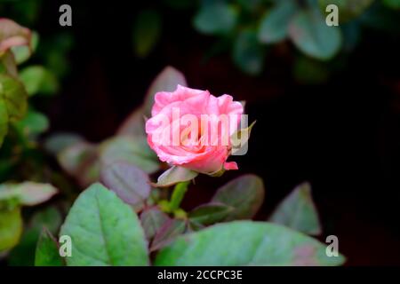 Vue en gros plan des fleurs roses de couleur rose avec son vert feuilles Banque D'Images