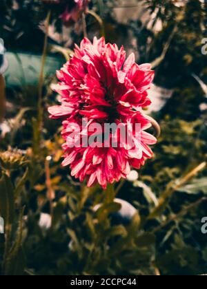 Fleur rouge de chrysanthème dans sa vue latérale avec vert laisse derrière lui Banque D'Images