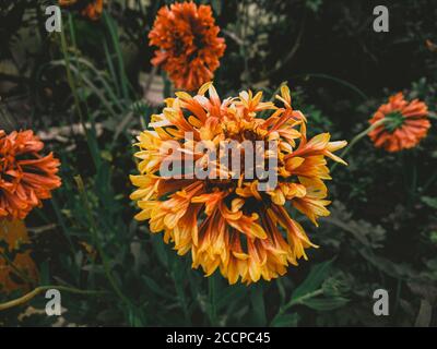 Chrysanthème, fleurs de couverture en rouge et jaune avec feuilles vertes et d'autres fleurs derrière Banque D'Images