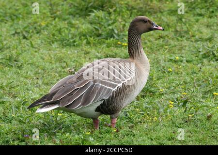 Oie à bec court (Anser brachyrhynchus) Banque D'Images