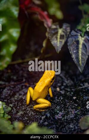 La grenouille empoisonnée dorée (Phyllobates terribilis), un amphibien très toxique de la famille: Dendrobatidae, endémique de la côte Pacifique de la Colombie Banque D'Images