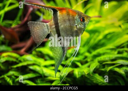 Pterophyllum scalare d'eau douce épaule rouge Manacapuru Angelfish, famille: Cichlidae Banque D'Images