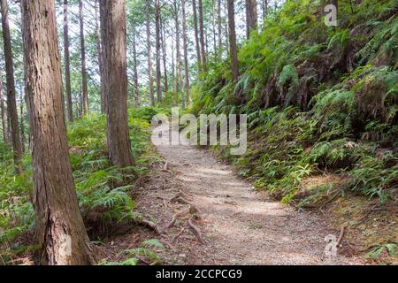 Entre Mizunomi-oji et Fushiogami-oji sur Kumano Kodo (route Nakahechi) à Tanabe, Wakayama, Japon. Il fait partie du site du patrimoine mondial. Banque D'Images