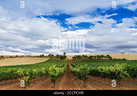 Domaine viticole avec ciel bleu et nuages blancs dans la région de Ribera del Duero en Castilla. Banque D'Images