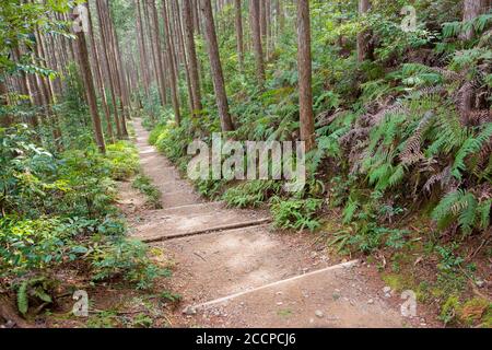 Entre Mizunomi-oji et Fushiogami-oji sur Kumano Kodo (route Nakahechi) à Tanabe, Wakayama, Japon. Il fait partie du site du patrimoine mondial. Banque D'Images