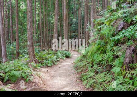 Entre Mizunomi-oji et Fushiogami-oji sur Kumano Kodo (route Nakahechi) à Tanabe, Wakayama, Japon. Il fait partie du site du patrimoine mondial. Banque D'Images