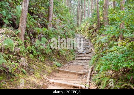 Entre Mizunomi-oji et Fushiogami-oji sur Kumano Kodo (route Nakahechi) à Tanabe, Wakayama, Japon. Il fait partie du site du patrimoine mondial. Banque D'Images