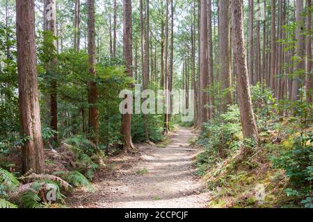 Entre Mizunomi-oji et Fushiogami-oji sur Kumano Kodo (route Nakahechi) à Tanabe, Wakayama, Japon. Il fait partie du site du patrimoine mondial. Banque D'Images