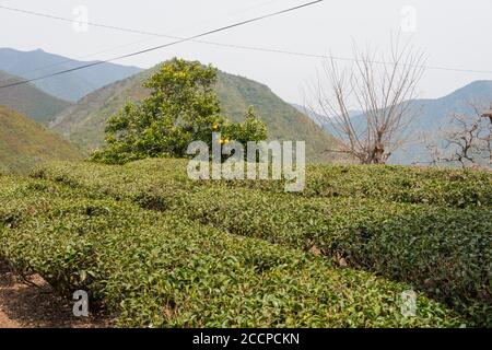 Wakayama, Japon - plantation de thé entre Mizunomi-oji et Fushiogami-oji sur Kumano Kodo (route Nakahechi) à Tanabe, Wakayama, Japon. Banque D'Images