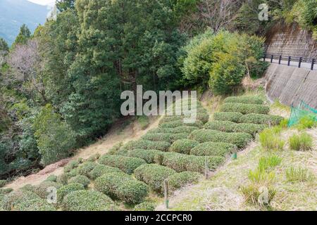 Wakayama, Japon - plantation de thé près de Fushiogami-oji sur Kumano Kodo (route de Nakahechi) à Tanabe, Wakayama, Japon. Banque D'Images