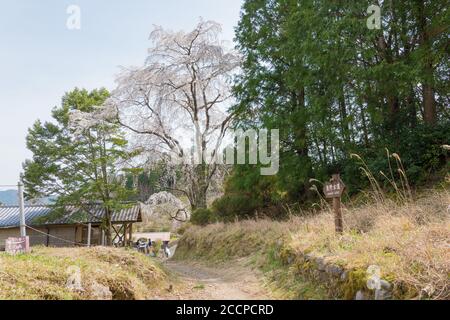 Entre Mizunomi-oji et Fushiogami-oji sur Kumano Kodo (route Nakahechi) à Tanabe, Wakayama, Japon. Il fait partie du site du patrimoine mondial Banque D'Images