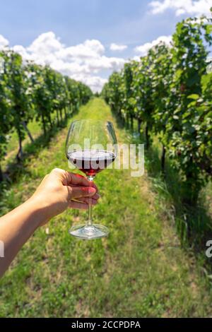 verre de vin rouge dans une rangée de vignes un vignoble Banque D'Images