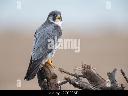 Faucon pèlerin (Falco peregrinus) hivernant le long de la rive dans le delta de l'Ebre en Espagne. Peut-être de la sous-espèce calidus. Perchée, vue sur le bac Banque D'Images