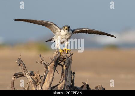 Faucon pèlerin (Falco peregrinus) hivernant dans le delta de l'Ebre en Espagne. Peut-être de la sous-espèce calidus. Équilibrage sur bois de dérive. Banque D'Images