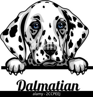 Dalmatien - chiens de Pékin en couleur - tête de race isolée sur blanc Illustration de Vecteur