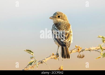 Juvénile Woodchat Shrike (sénateur Lanius) perché sur une branche en Espagne. Vue à l'arrière. Banque D'Images