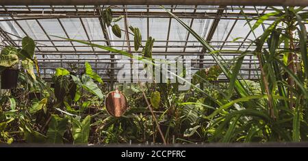 Vue sur la serre de plantes tropicales luxuriantes. Bio variété de plantes de forêt tropicale luxuriante mixte dans une serre de jardin botanique. Banque D'Images