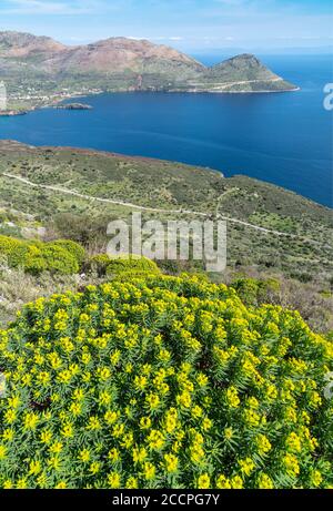 Euphorbia à Springtime, sur la côte est du Mani profond, surplombant la baie et le village de Kotronas, Péloponnèse du Sud, Grèce. Banque D'Images