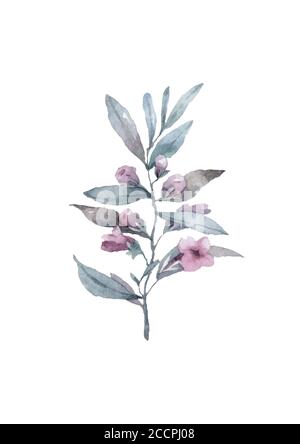 Brindilles bleues fleurs sauvages fond blanc, aquarelle Banque D'Images