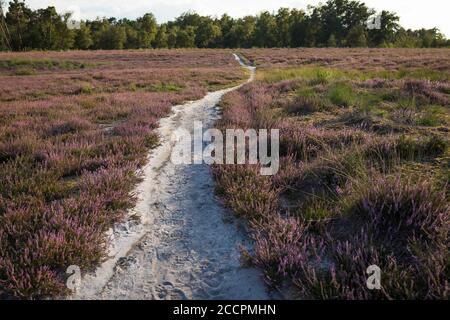 Sentier dans la lande en fleurs à Strabrechtse Heide, province de Noord-Brabant aux pays-Bas Banque D'Images