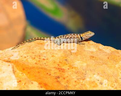 Lézard à la forme de sagabrure colorée sur le rocher à Colorado Horshoe Bend, Arizona, États-Unis Banque D'Images