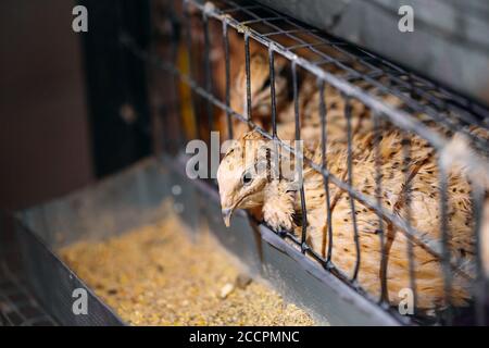 Caille poussins dans une cage sur la ferme. Banque D'Images