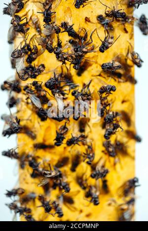 Flypette collante avec mouches collées, piège pour mouches ou dispositif de destruction de mouches. Sur fond blanc avec espace de copie. Également appelée bande de mouches ou ruban de mouches. Banque D'Images