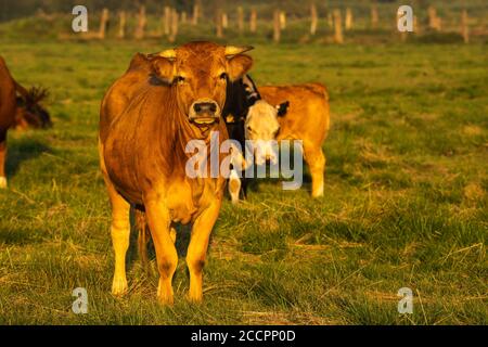 un jeune veau de viande se reproduit dans un pré un troupeau de vaches Banque D'Images