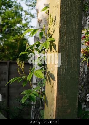 Une rose grimpante, Rambling Rector, qui grandit vers le haut d'un poteau en bois montrant de nombreux boutons de fleurs fraîches Banque D'Images