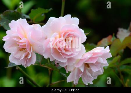 Rosa Felicia hybride rose clair rose musc rose parfumé doux parfumé Banque D'Images